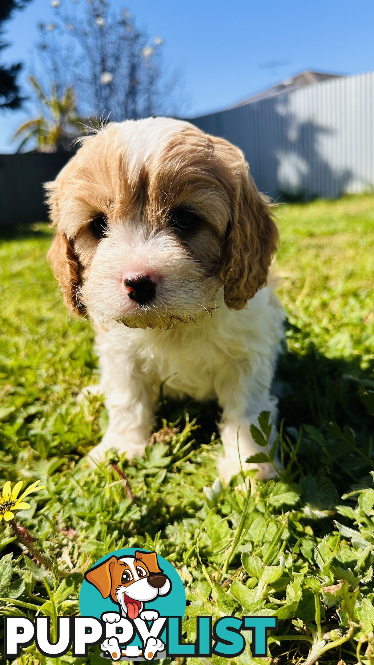 Cavalier King Charles puppies