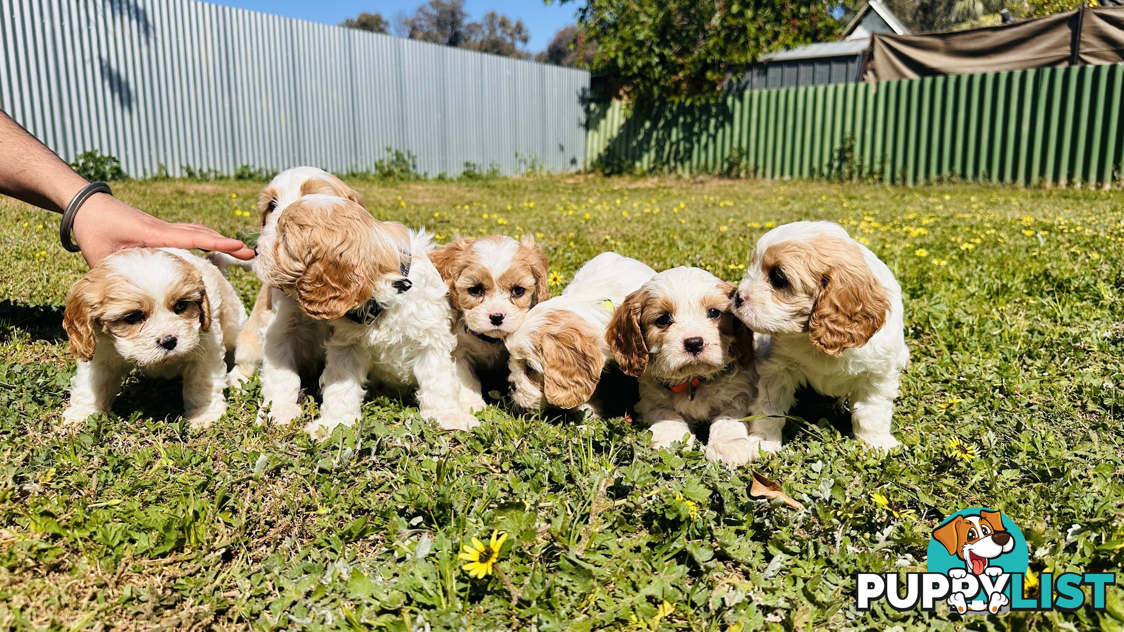 Cavalier King Charles puppies