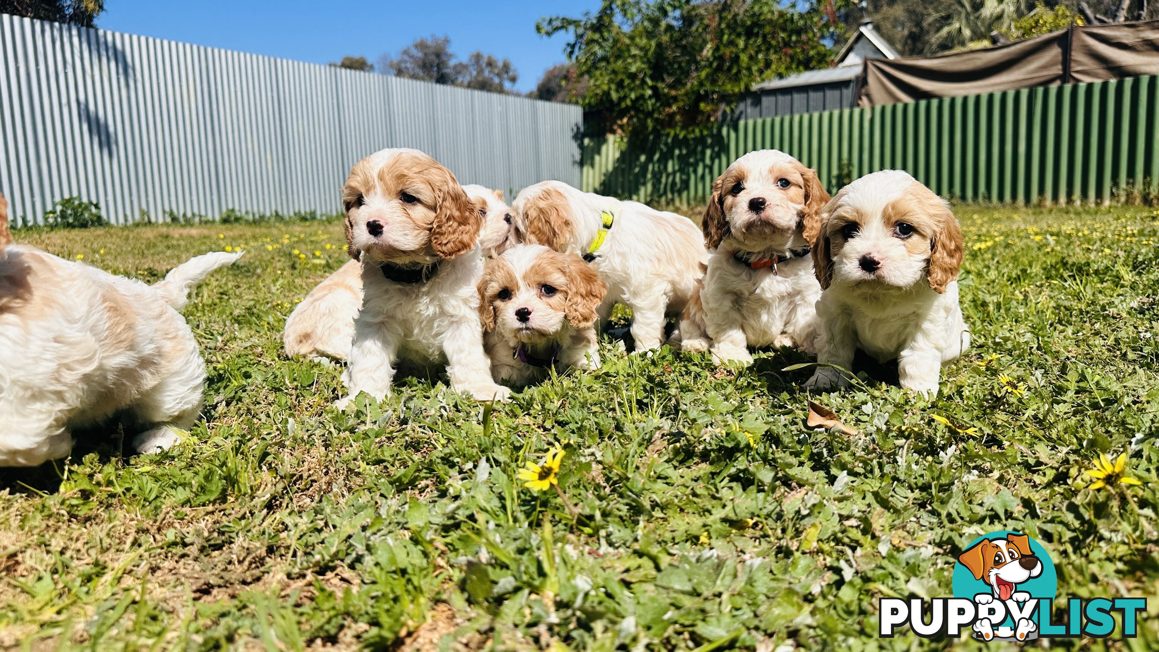 Cavalier King Charles puppies