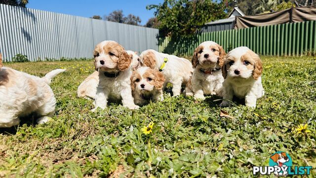 Cavalier King Charles puppies