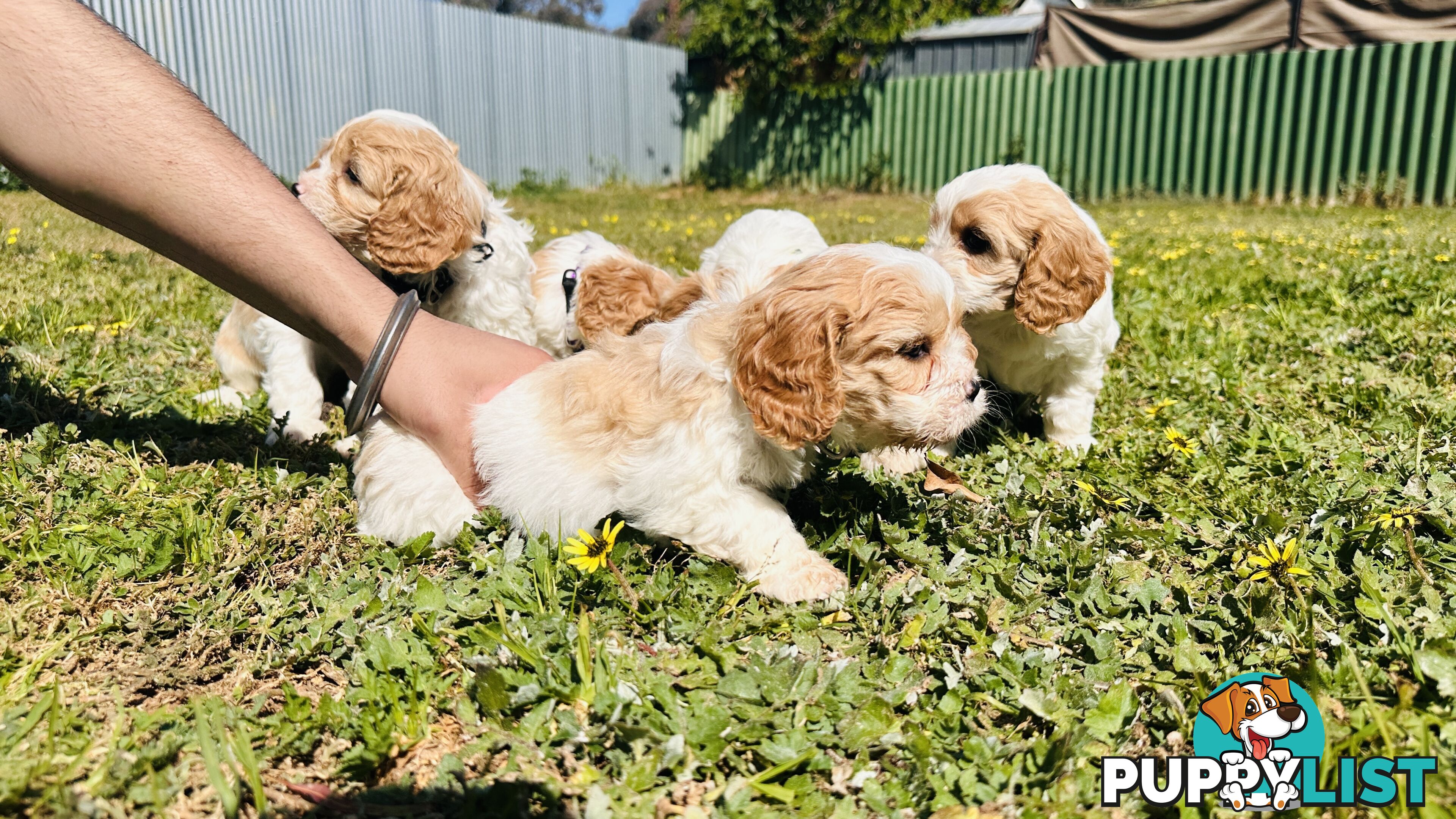 Cavalier King Charles puppies