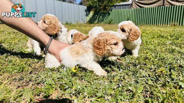 Cavalier King Charles puppies