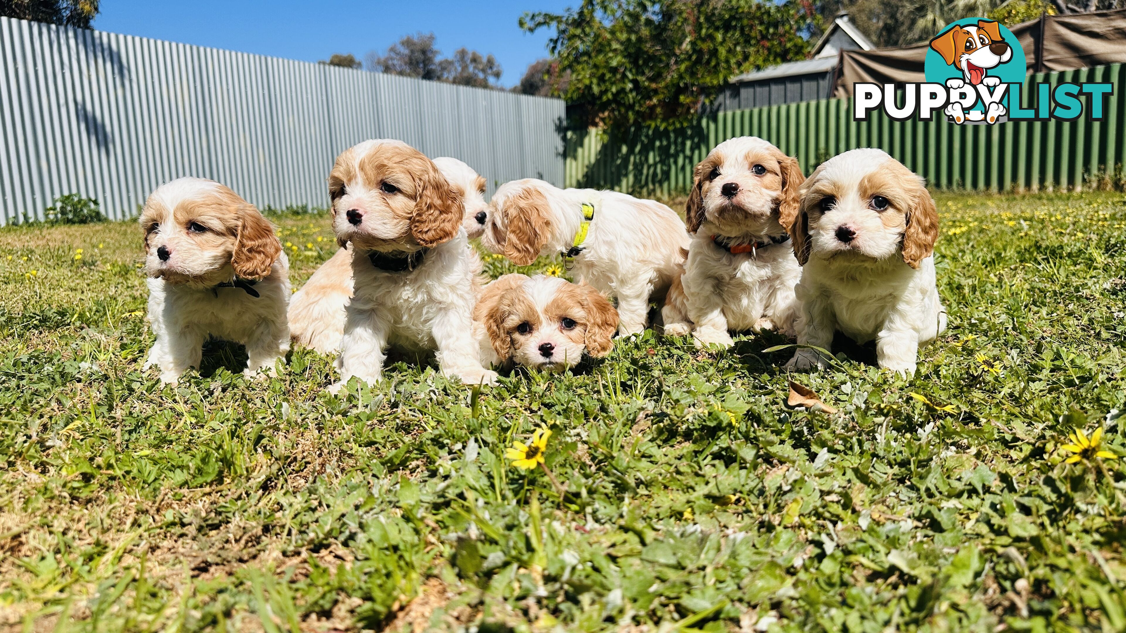 Cavalier King Charles puppies