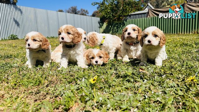 Cavalier King Charles puppies