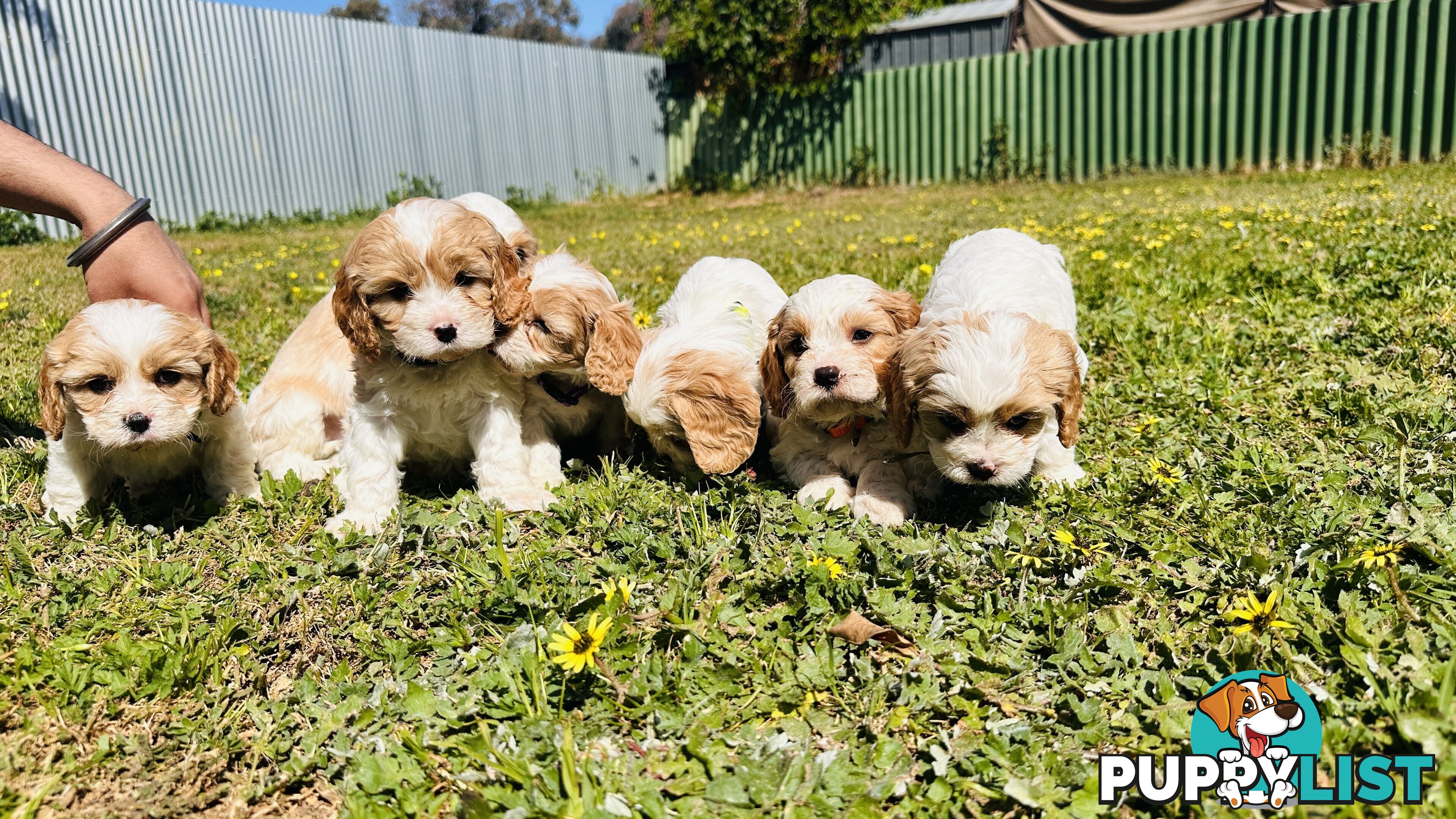 Cavalier King Charles puppies