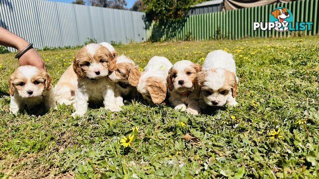 Cavalier King Charles puppies