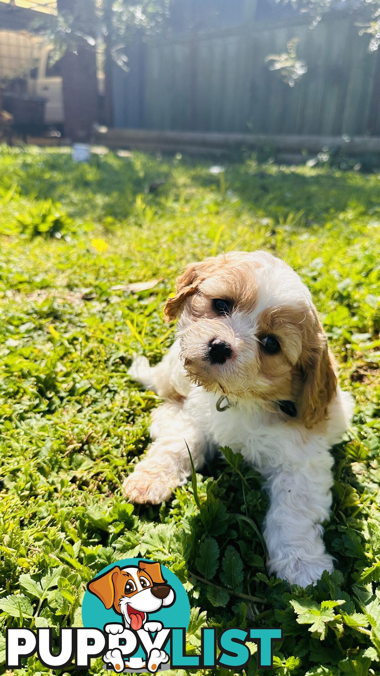 Cavalier King Charles puppies