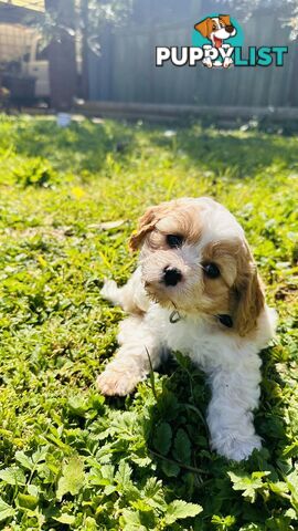 Cavalier King Charles puppies