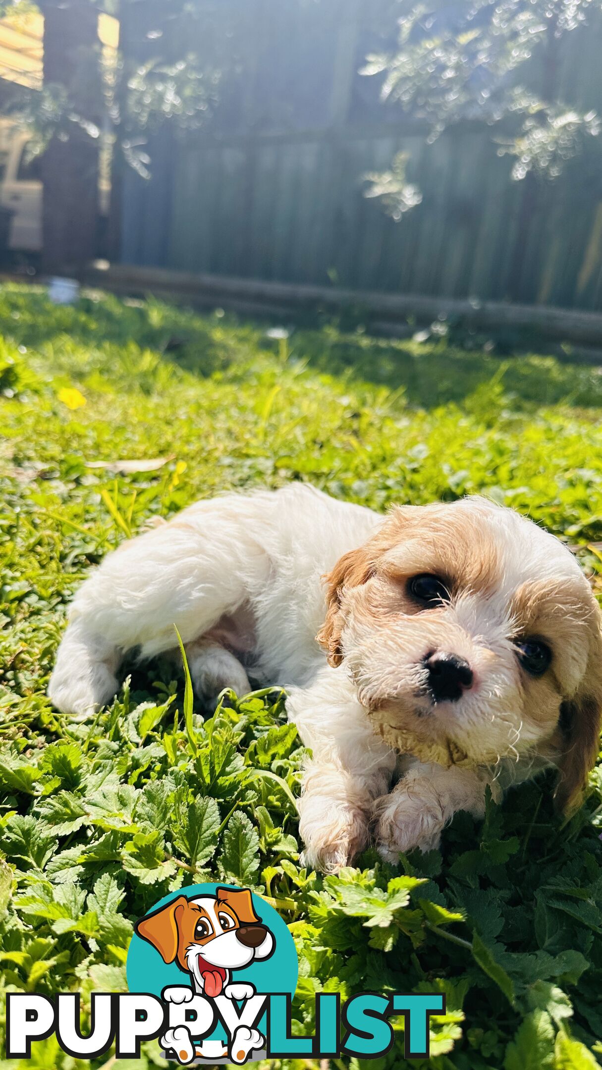 Cavalier King Charles puppies