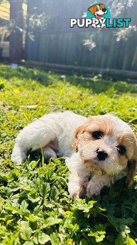 Cavalier King Charles puppies