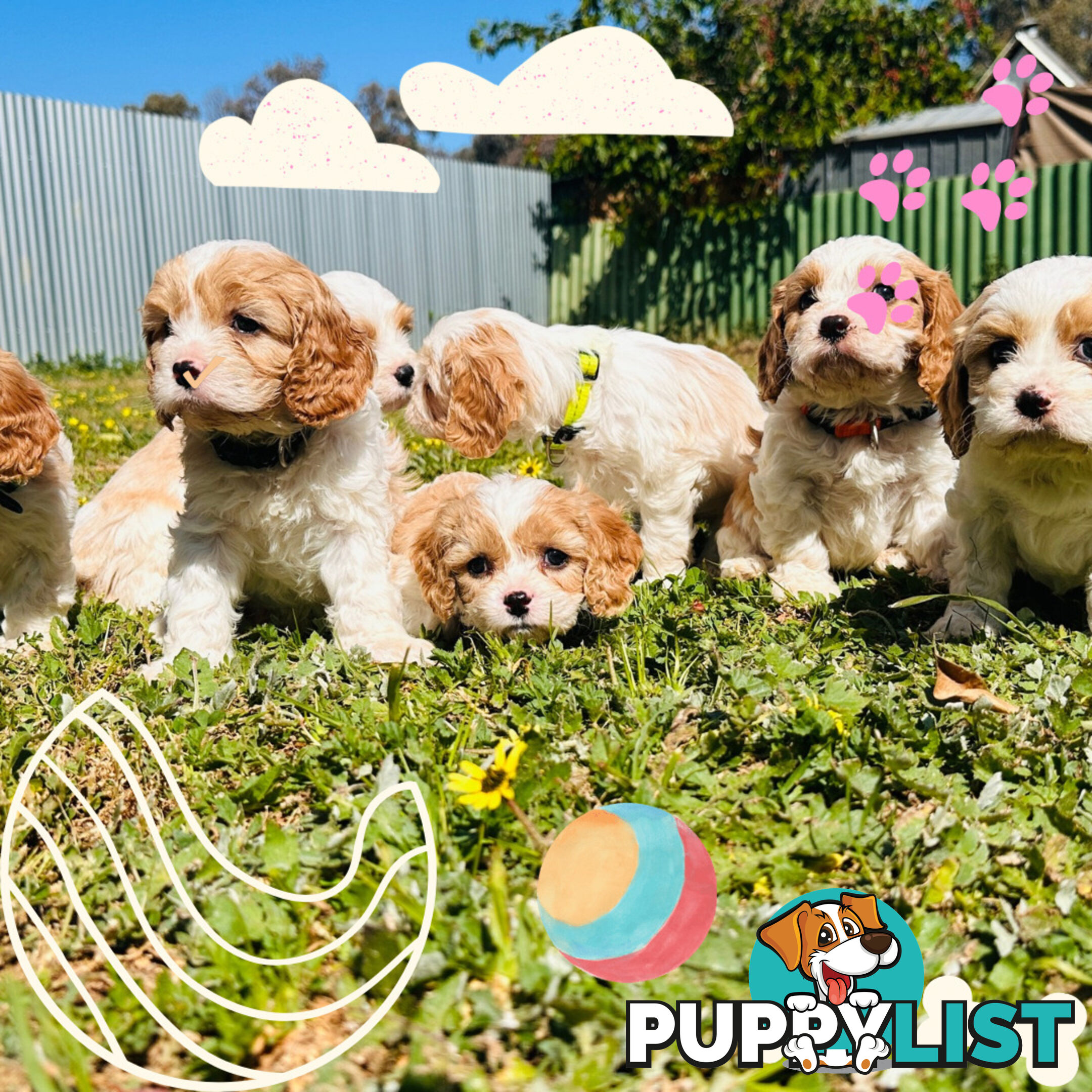 Cavalier King Charles puppies