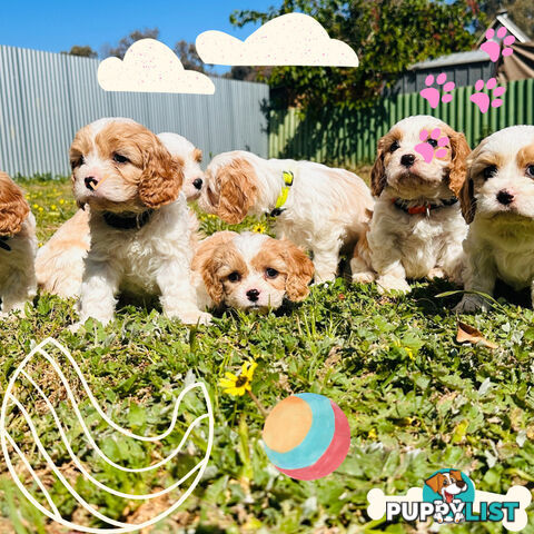 Cavalier King Charles puppies