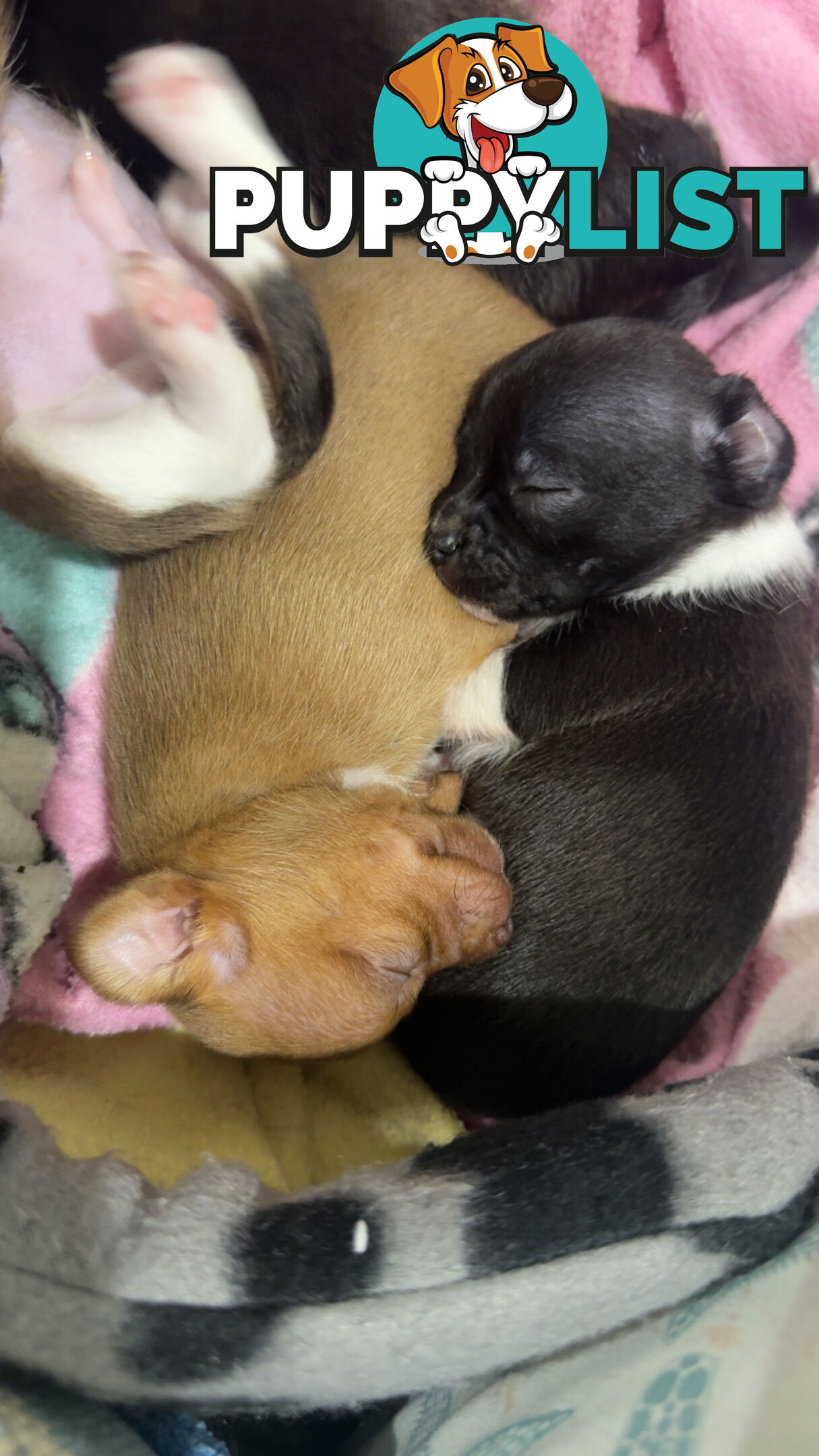Teacup chihuahuas