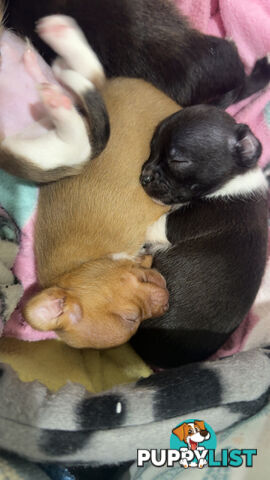 Teacup chihuahuas