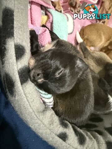 Teacup chihuahuas