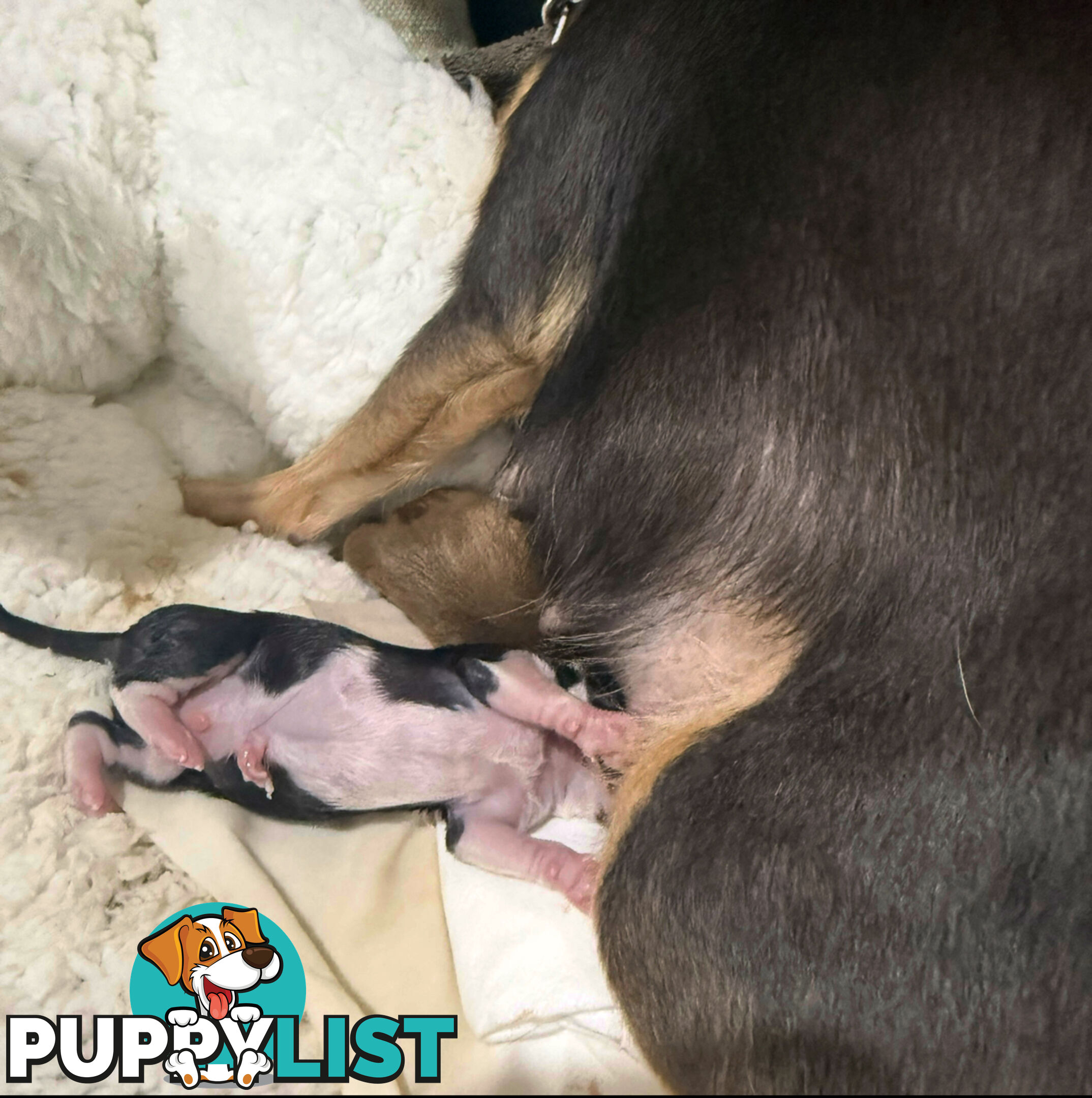 Teacup chihuahuas