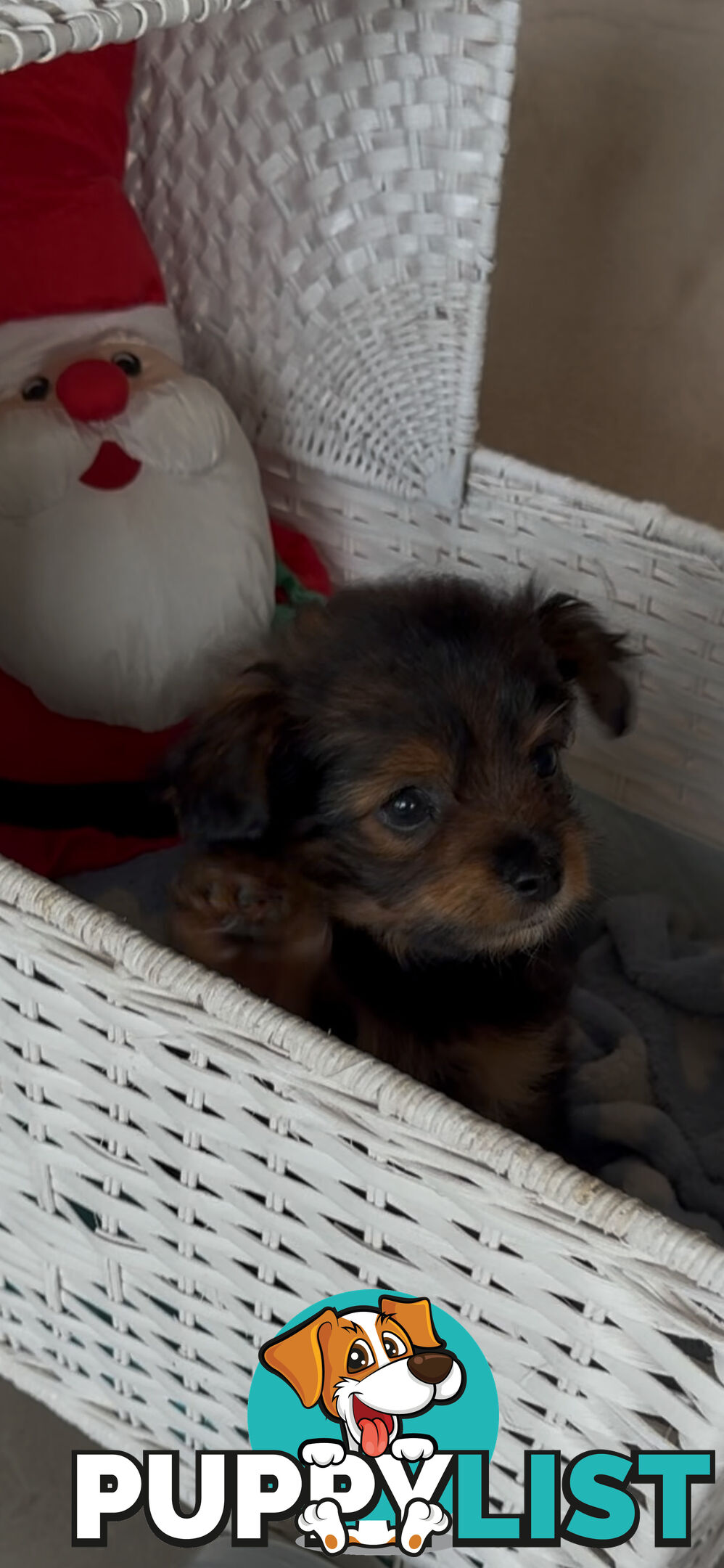 Gorgeous Poochi Puppies