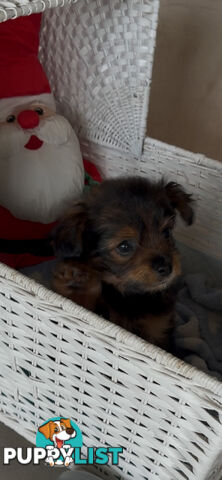 Gorgeous Poochi Puppies