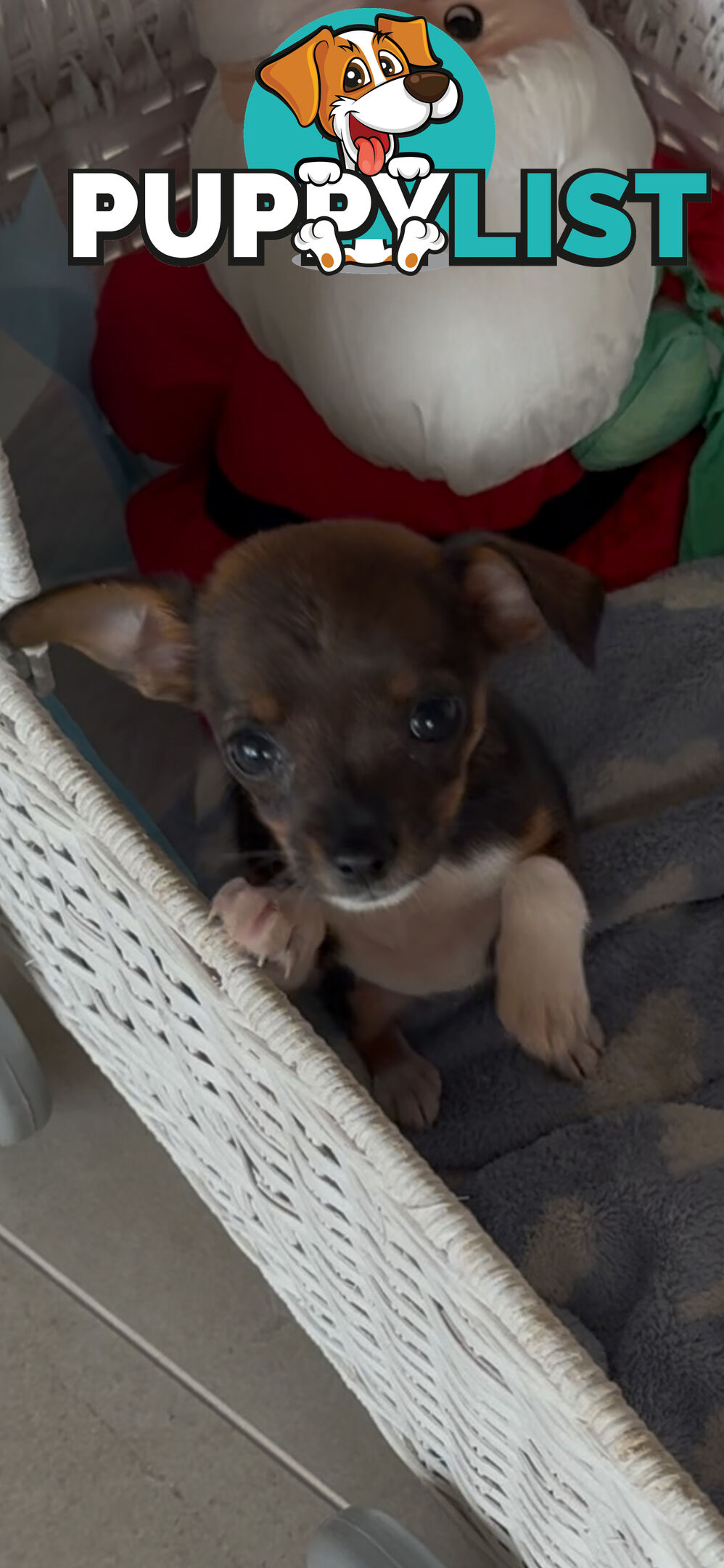 Gorgeous Poochi Puppies