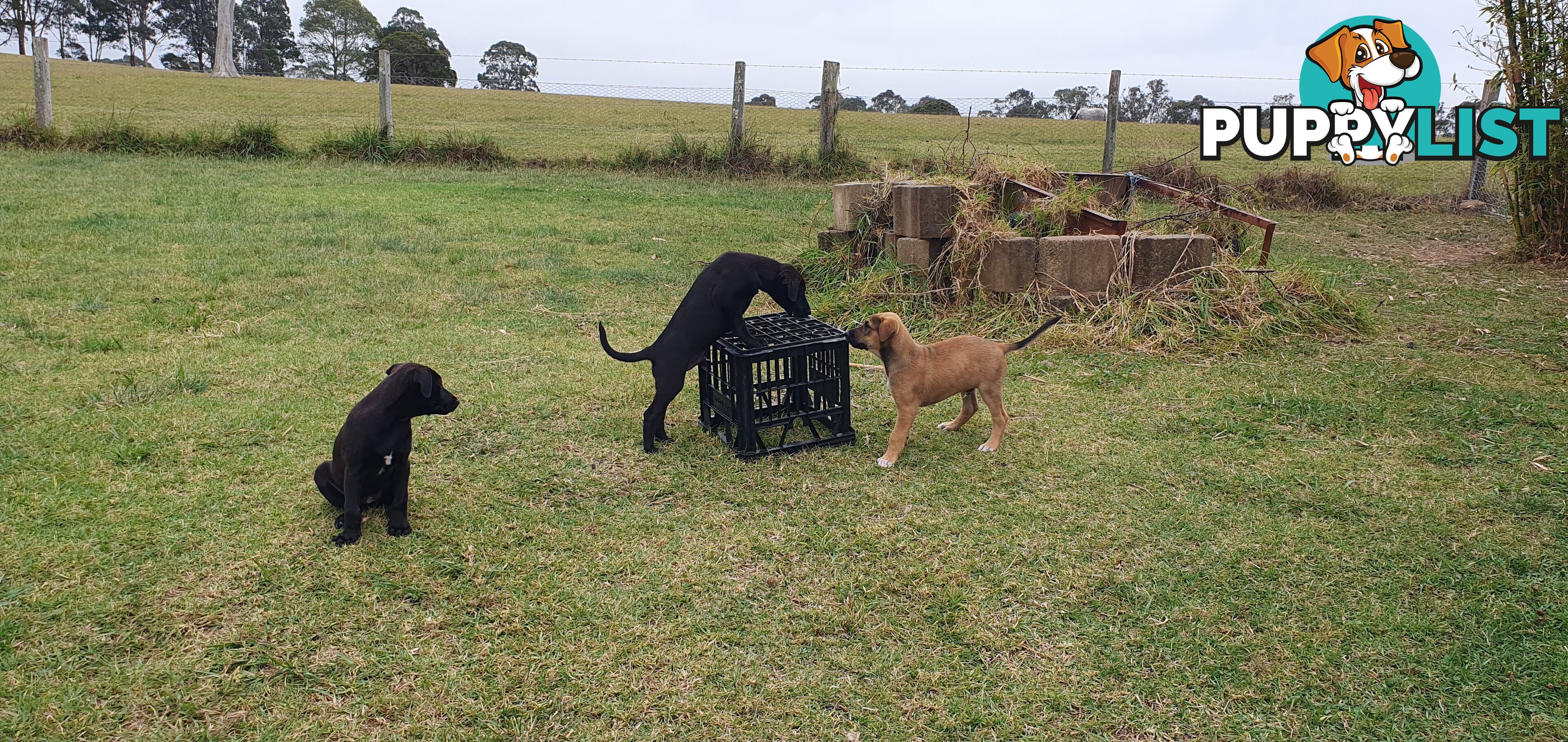 Kelpie Wolfhound cross puppies