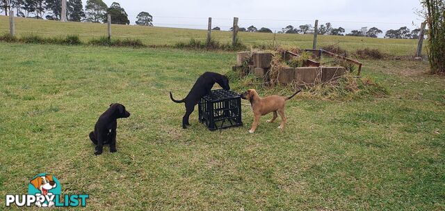 Kelpie Wolfhound cross puppies