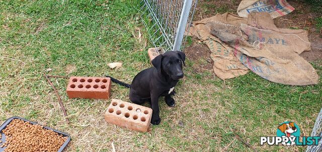 Kelpie Wolfhound cross puppies