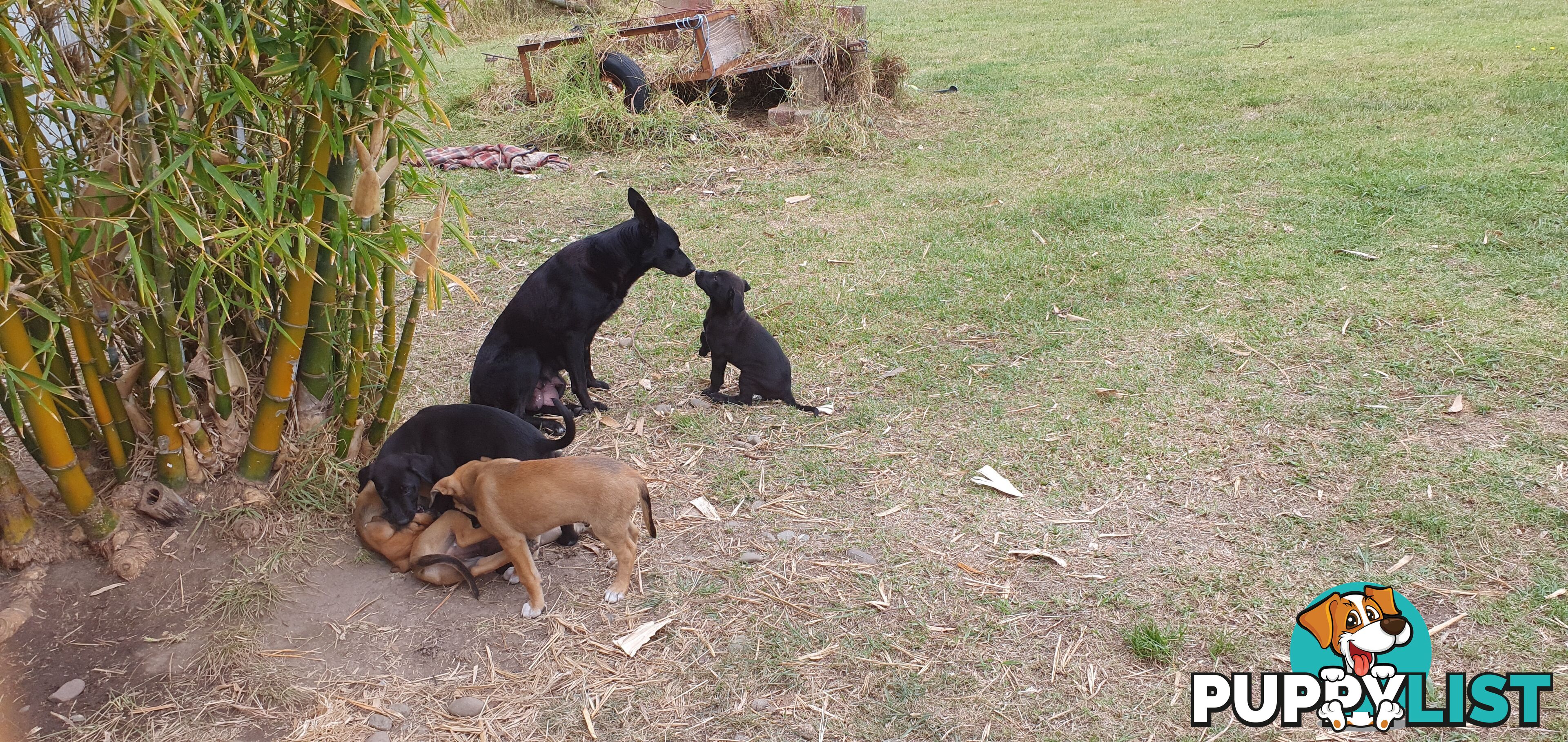 Kelpie Wolfhound cross puppies