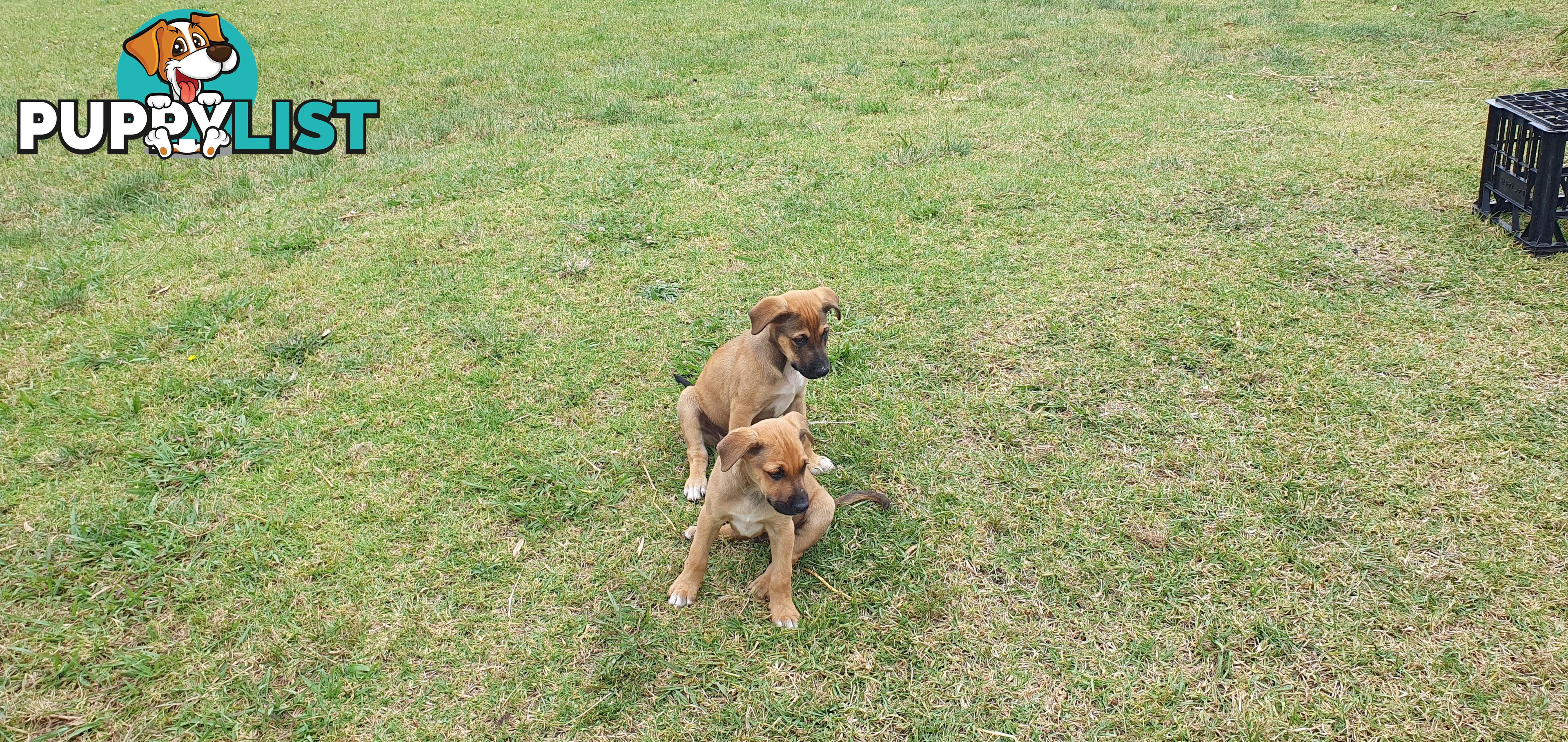 Kelpie Wolfhound cross puppies