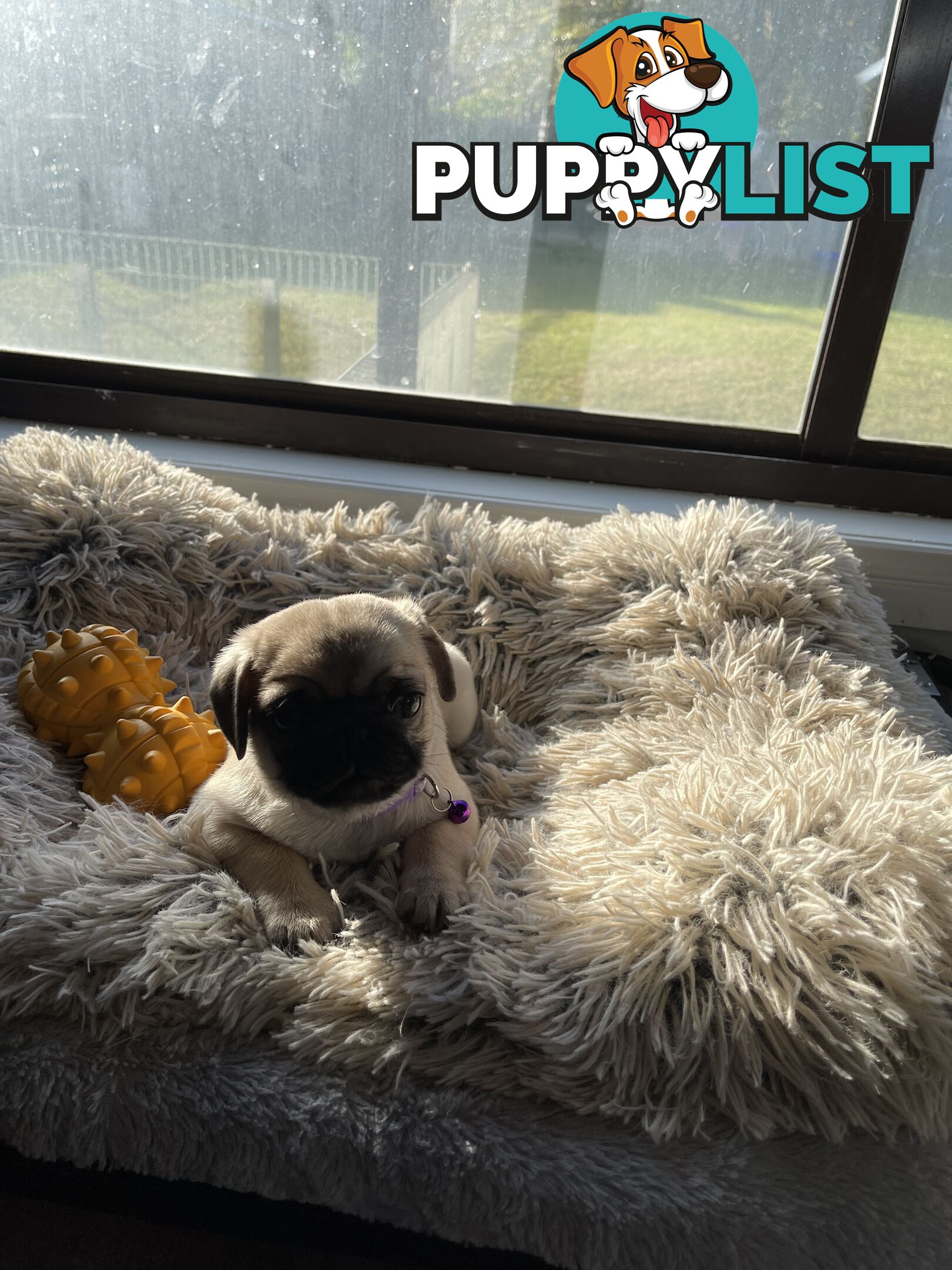 Purebred Pug Puppies