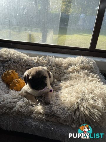 Purebred Pug Puppies
