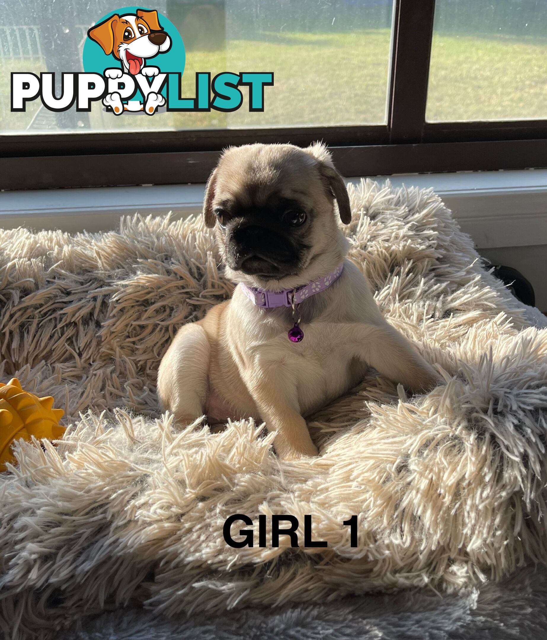 Purebred Pug Puppies