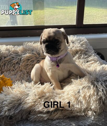 Purebred Pug Puppies
