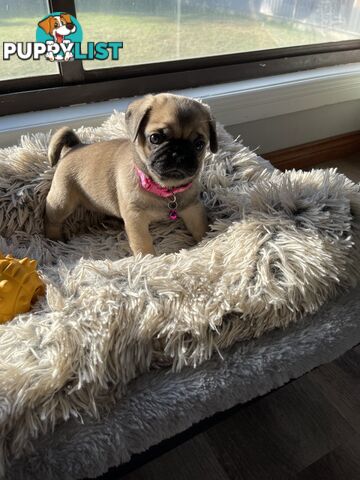 Purebred Pug Puppies