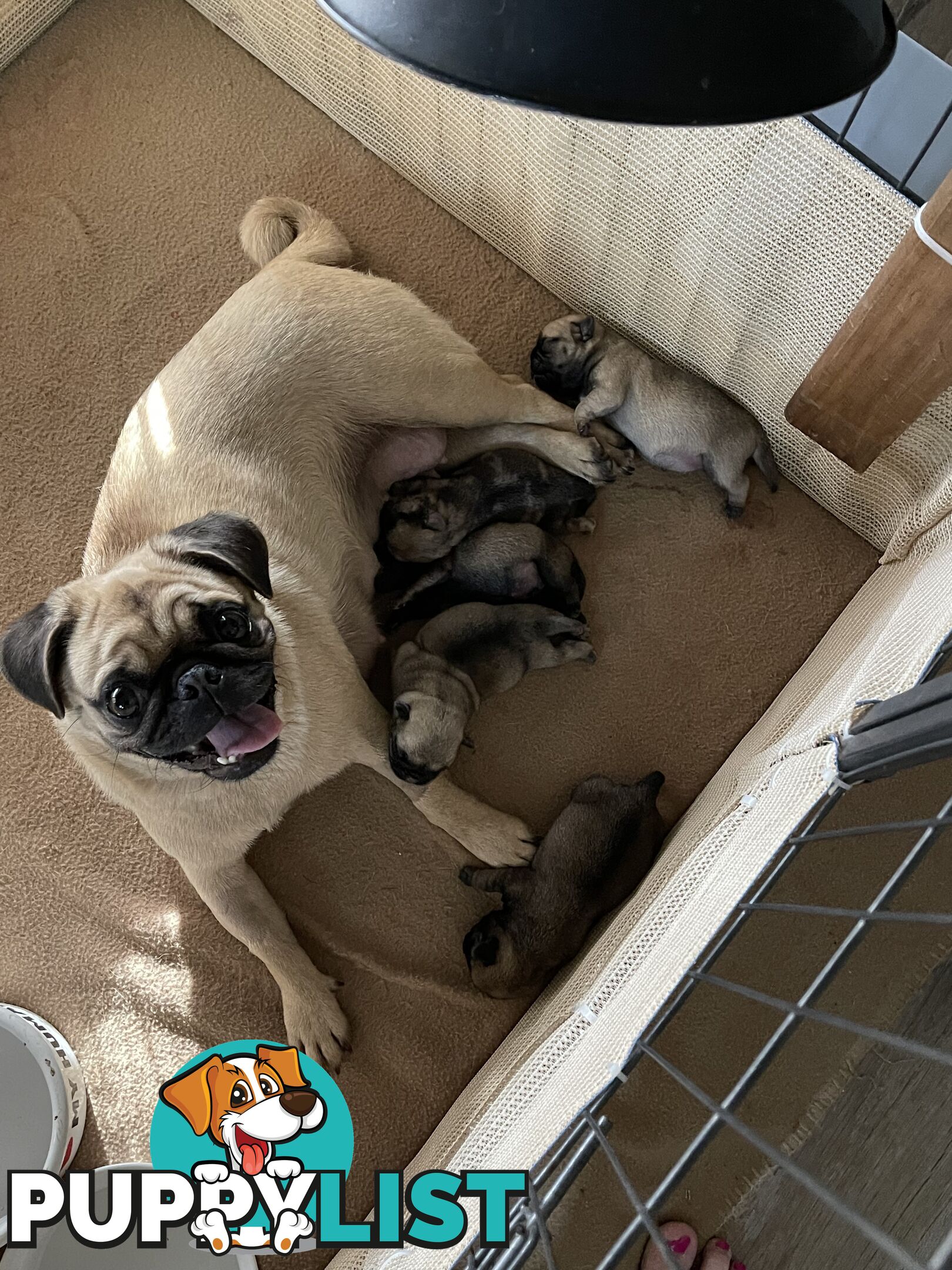 Purebred Pug Puppies