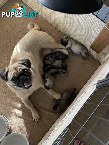 Purebred Pug Puppies