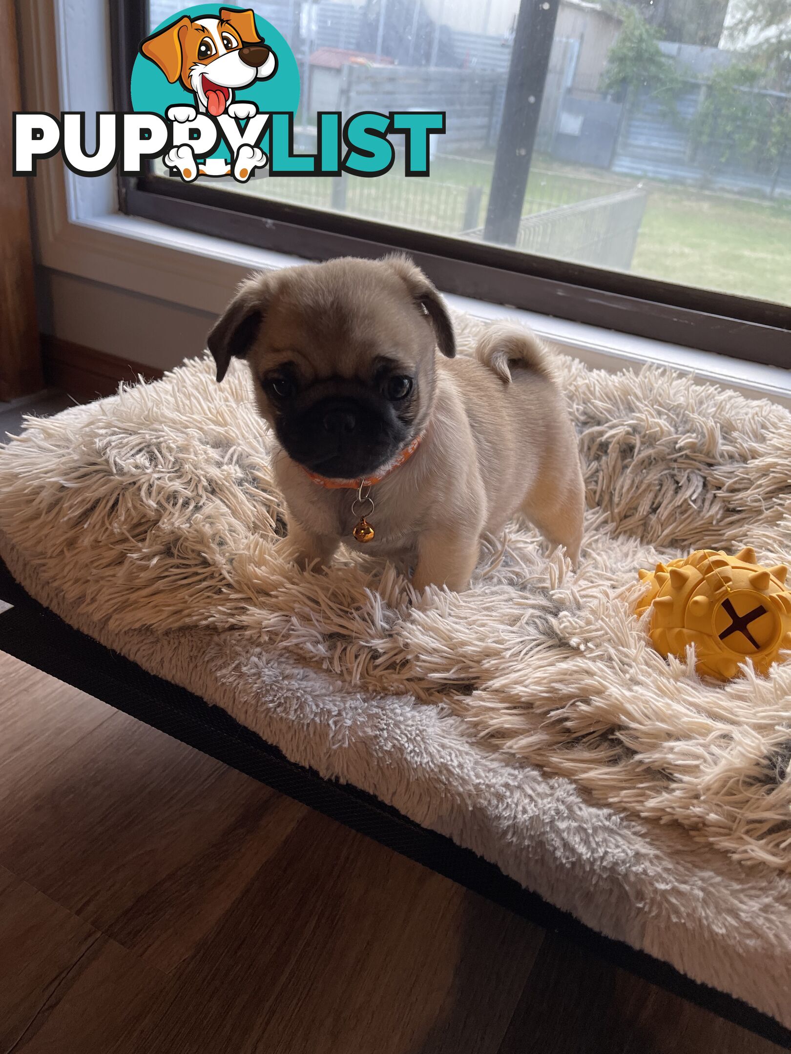 Purebred Pug Puppies