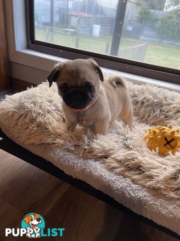 Purebred Pug Puppies