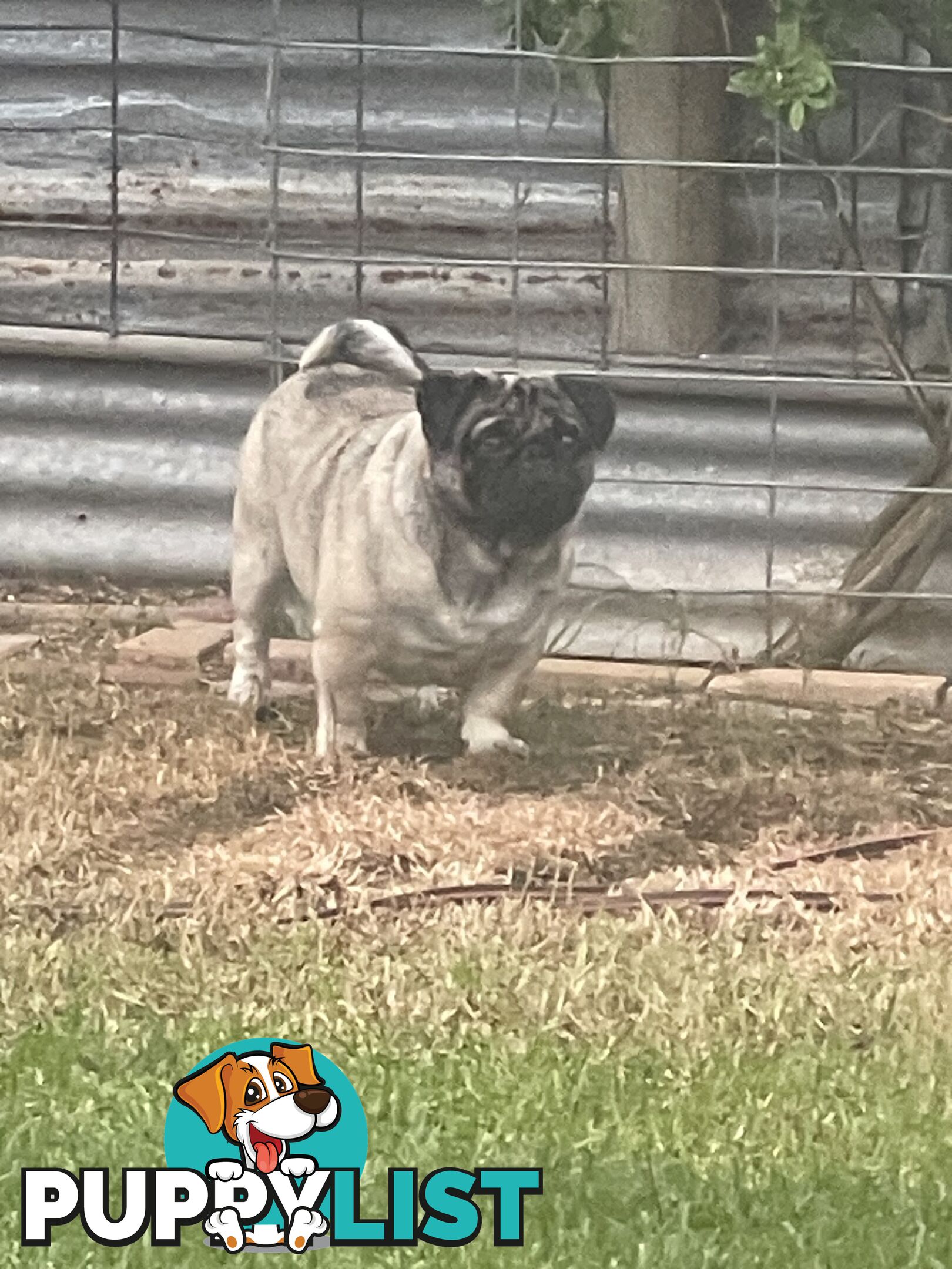 Purebred Pug Puppies