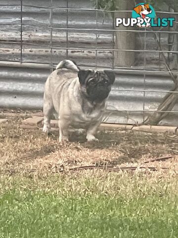 Purebred Pug Puppies