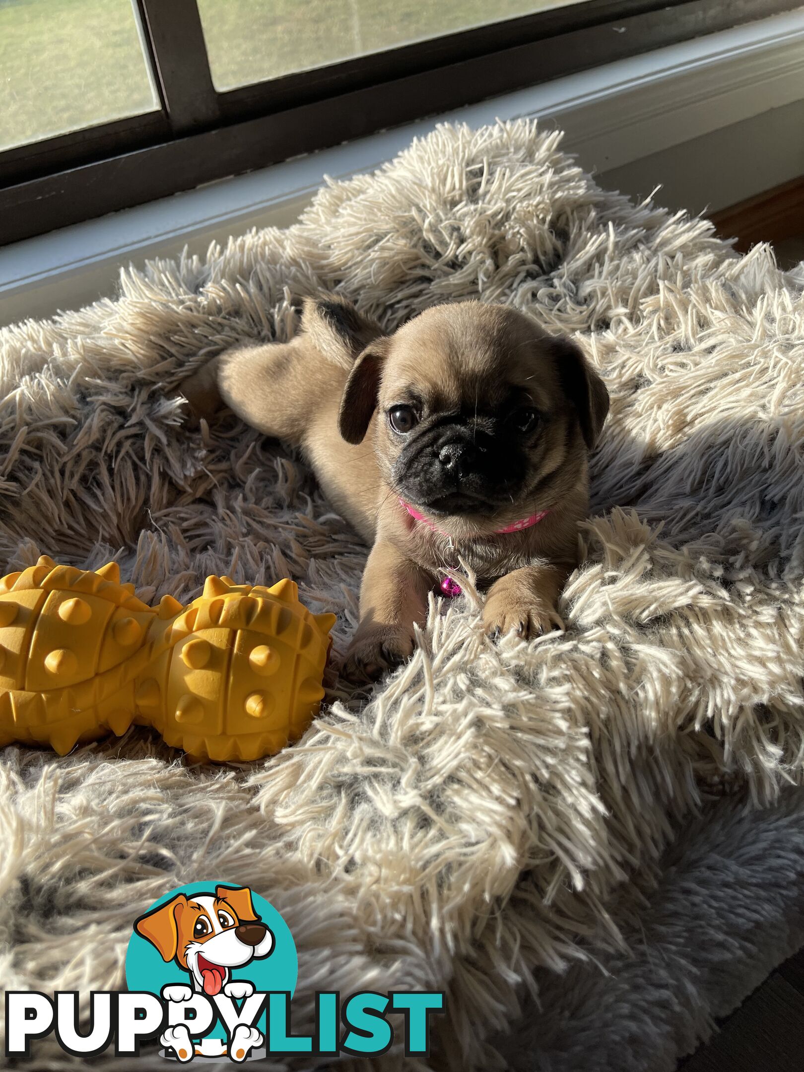 Purebred Pug Puppies