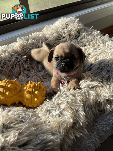Purebred Pug Puppies