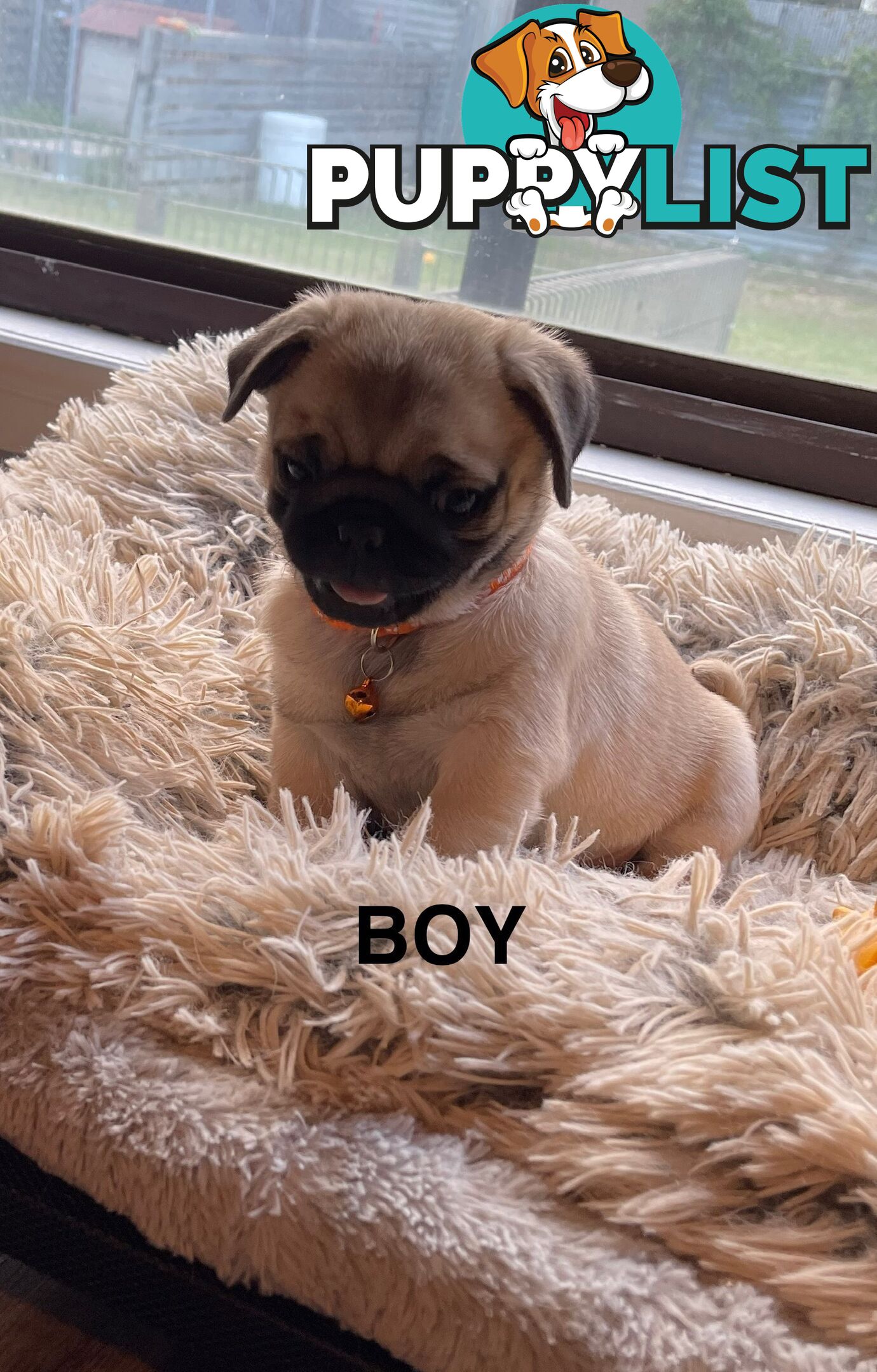 Purebred Pug Puppies