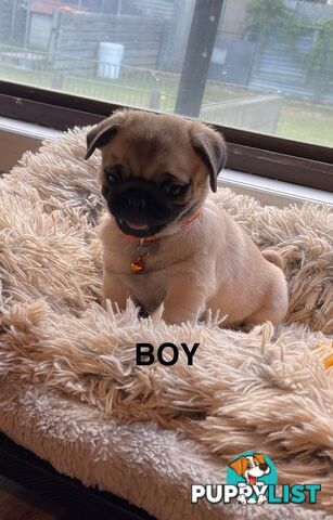 Purebred Pug Puppies