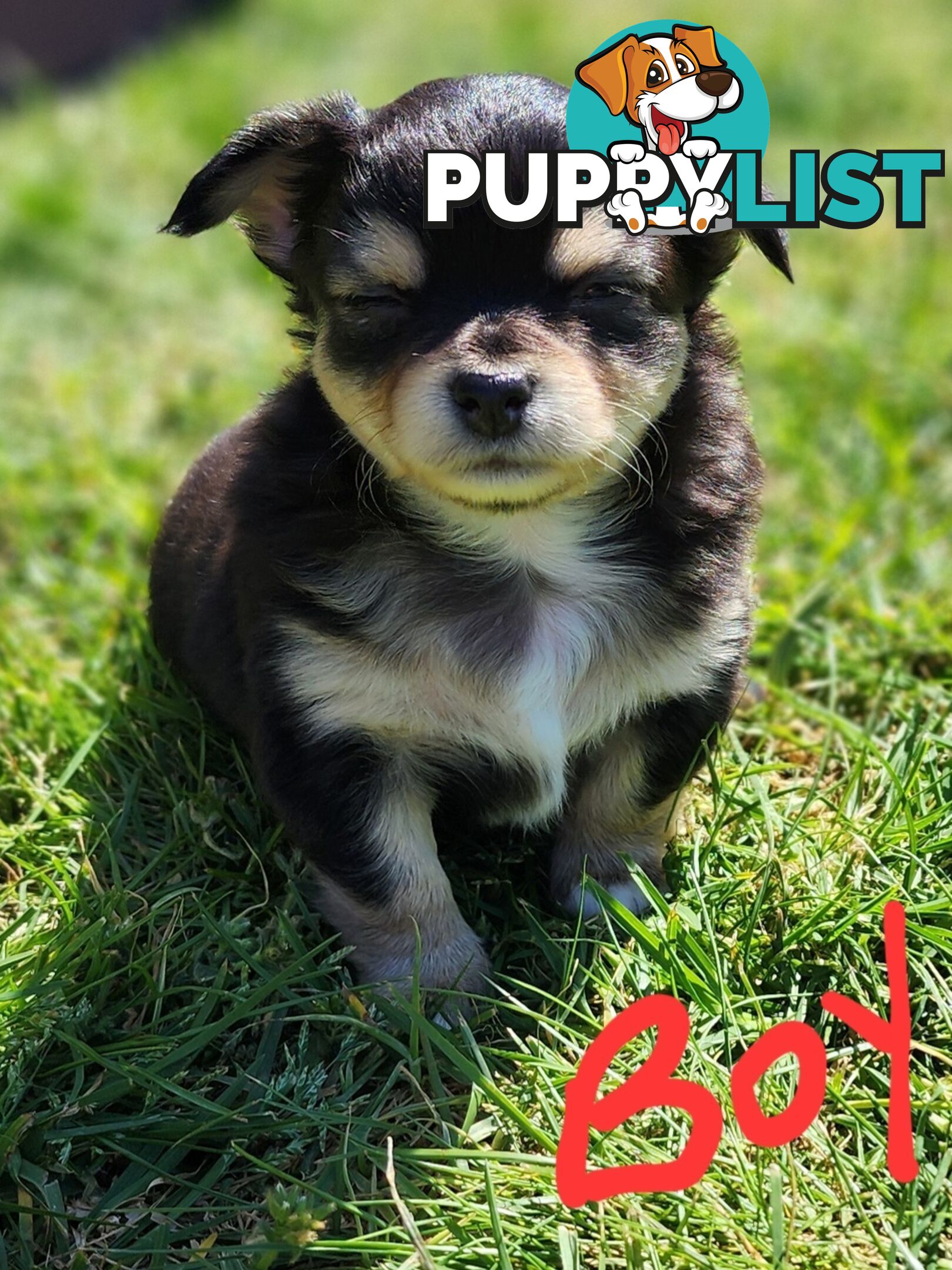 Chihuahua Pure breed Long hair Apple Head pups