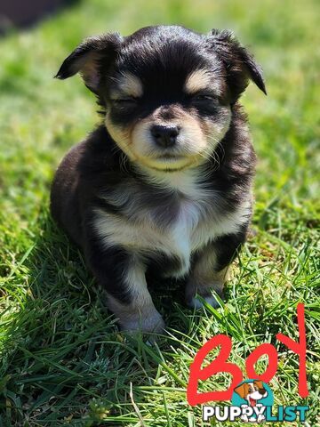 Chihuahua Pure breed Long hair Apple Head pups