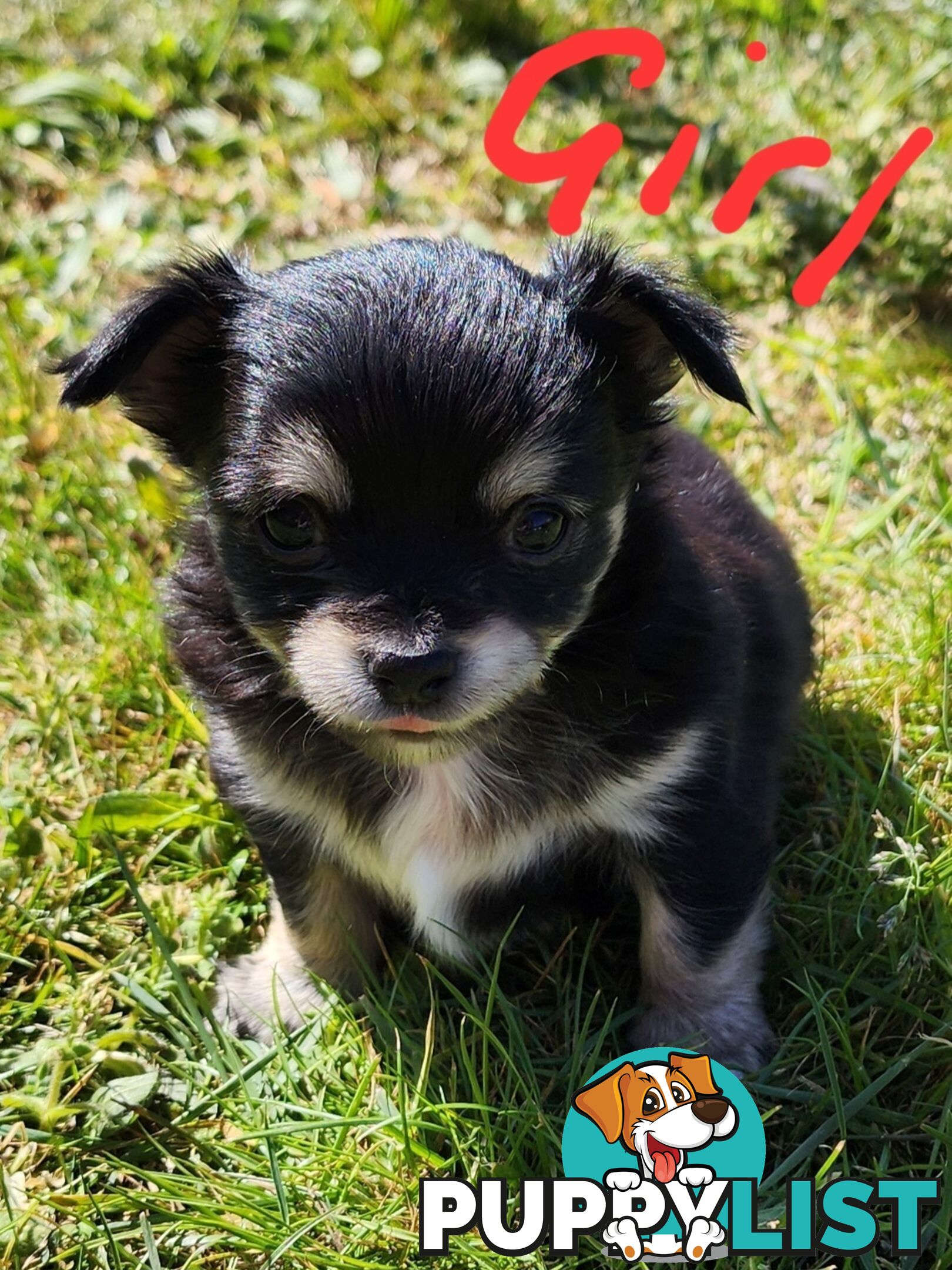 Chihuahua Pure breed Long hair Apple Head pups