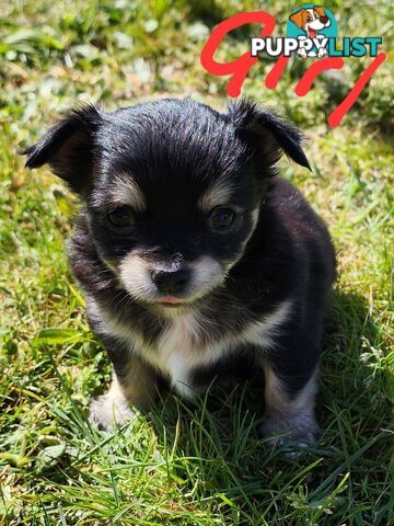 Chihuahua Pure breed Long hair Apple Head pups