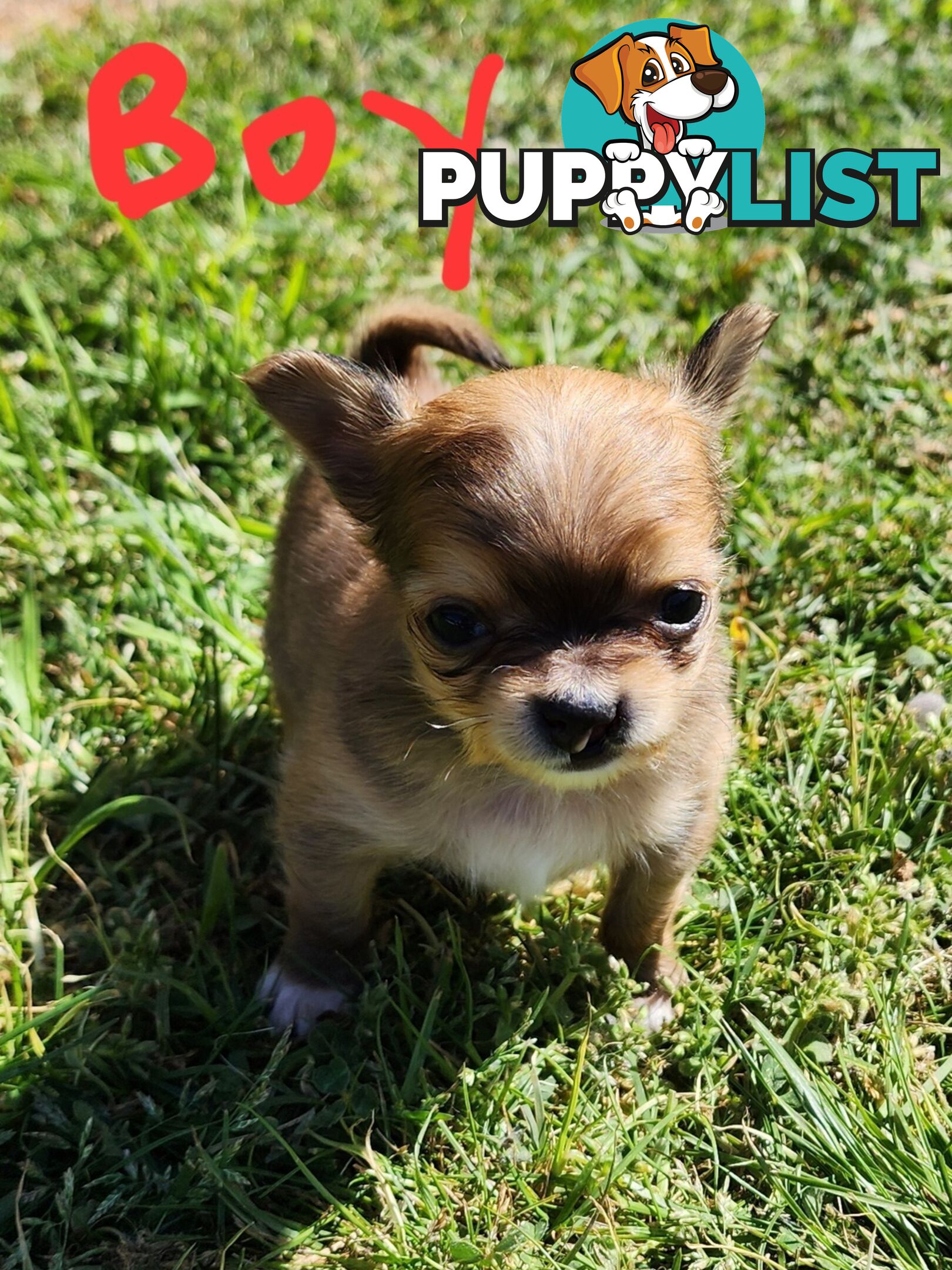 Chihuahua Pure breed Long hair Apple Head pups