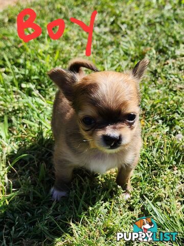 Chihuahua Pure breed Long hair Apple Head pups