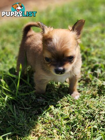 Chihuahua Pure breed Long hair Apple Head pups